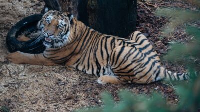 Tirda tasinan kaplanlardan biri oldu davada karar yargitay da onandi 52616