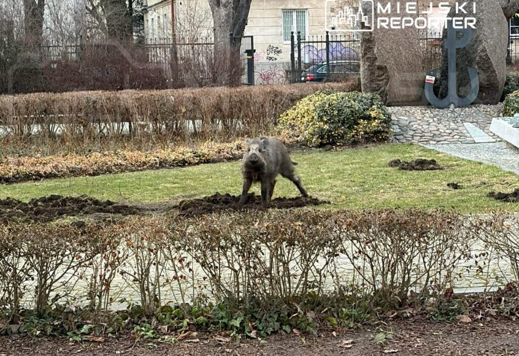 Varsova da agresif yaban domuzu korkusu park gecici olarak kapatildi 53834