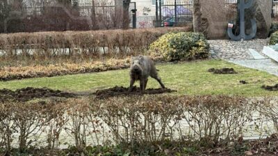 Varsova da agresif yaban domuzu korkusu park gecici olarak kapatildi 53834