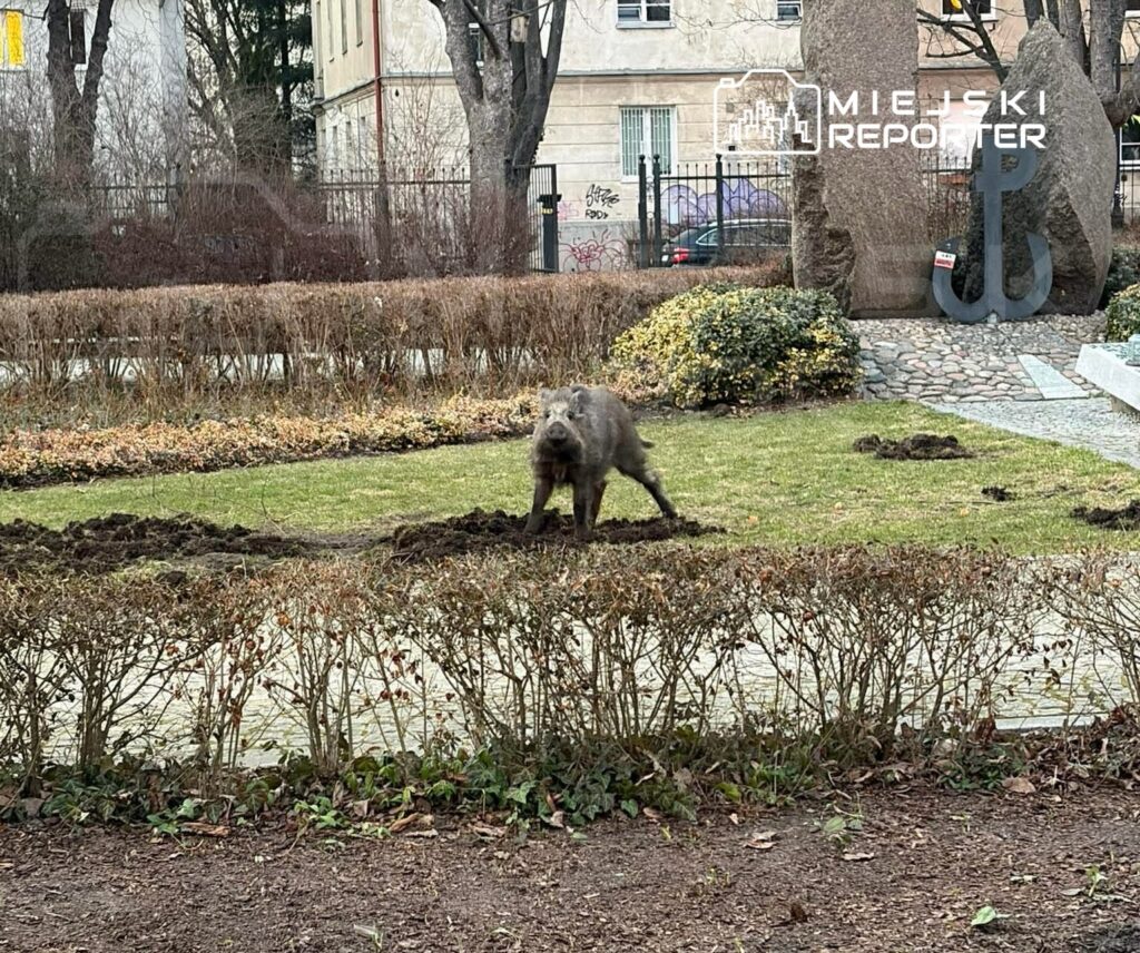 varsova da agresif yaban domuzu korkusu park gecici olarak kapatildi 53834