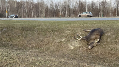 Varsova da honda ile geyik carpismasi hayvan yolda can verdi 53119