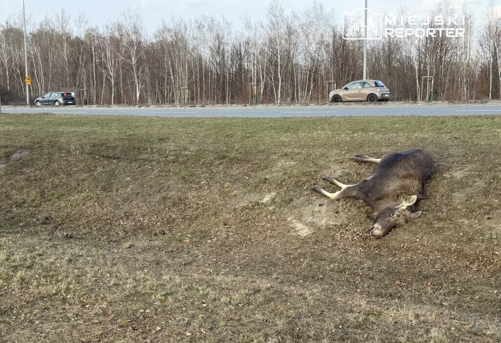 Varsova da honda ile geyik carpismasi hayvan yolda can verdi 53130