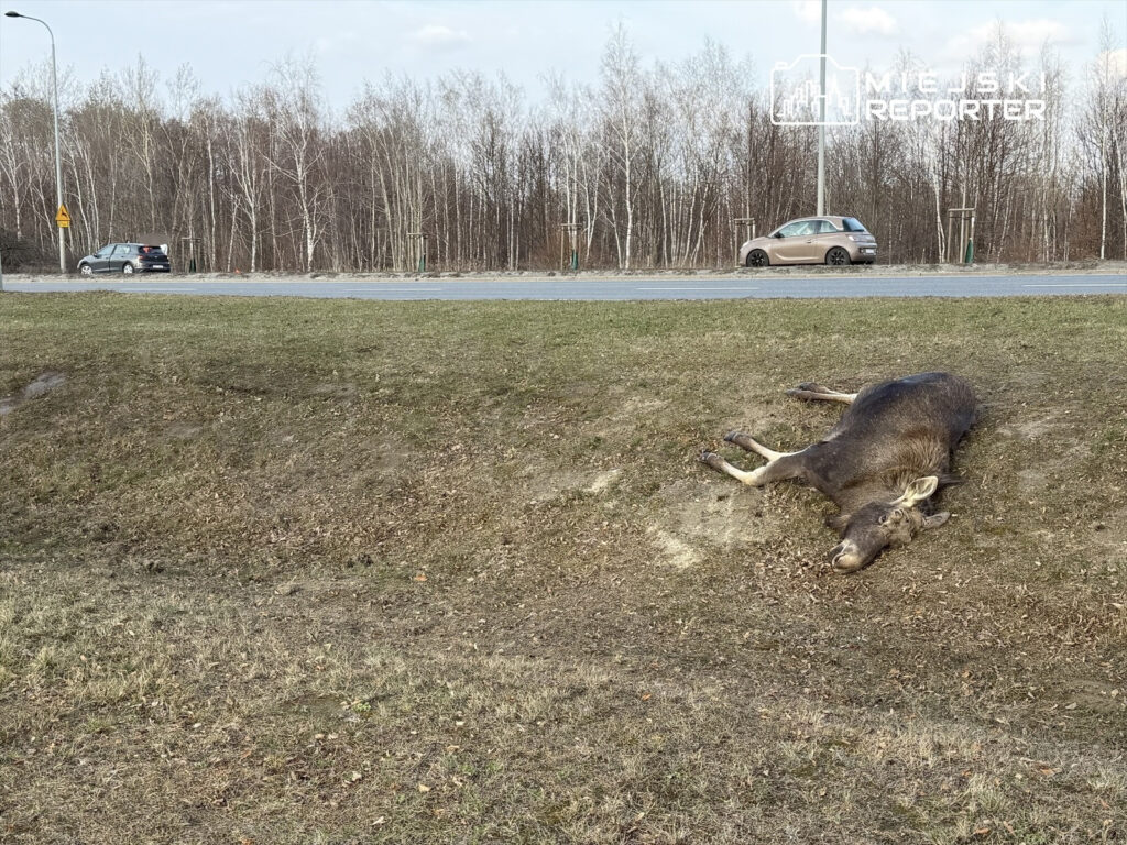 varsova da honda ile geyik carpismasi hayvan yolda can verdi 53130