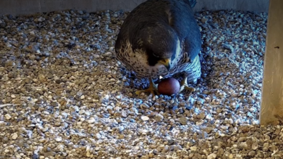 Varsova kultur ve bilim sarayi ndaki sahin yuvasinda i lk yumurtalar goruldu 54983