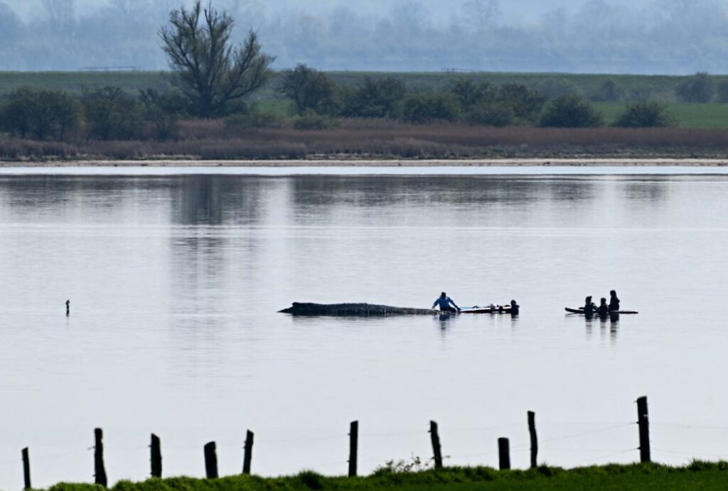 almanya da karaya oturan humbak balinasi hayat mucadelesi veriyor 62572