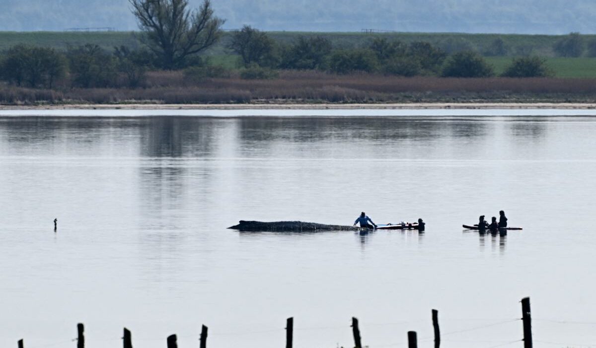 Almanya da karaya oturan humbak balinasi hayat mucadelesi veriyor 62572
