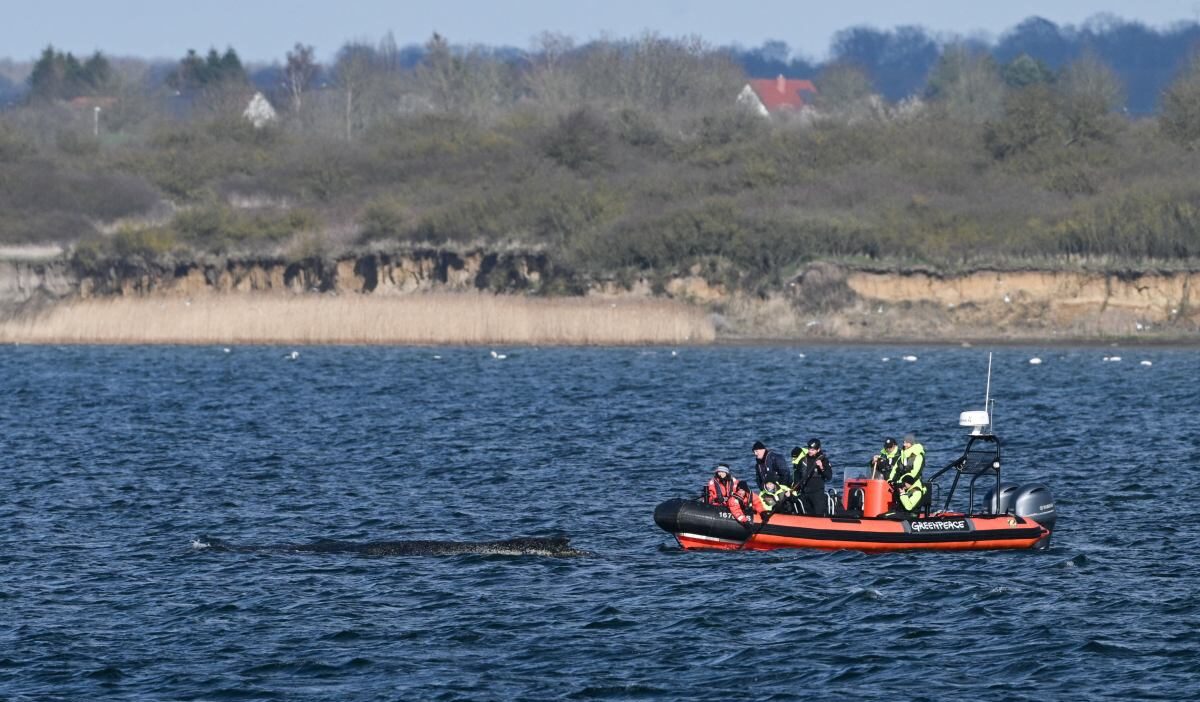 Almanya kiyilarinda karaya oturan humbak timmy nin durumu kotulesiyor 61037