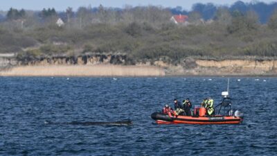 Almanya kiyilarinda karaya oturan humbak timmy nin durumu kotulesiyor 61037