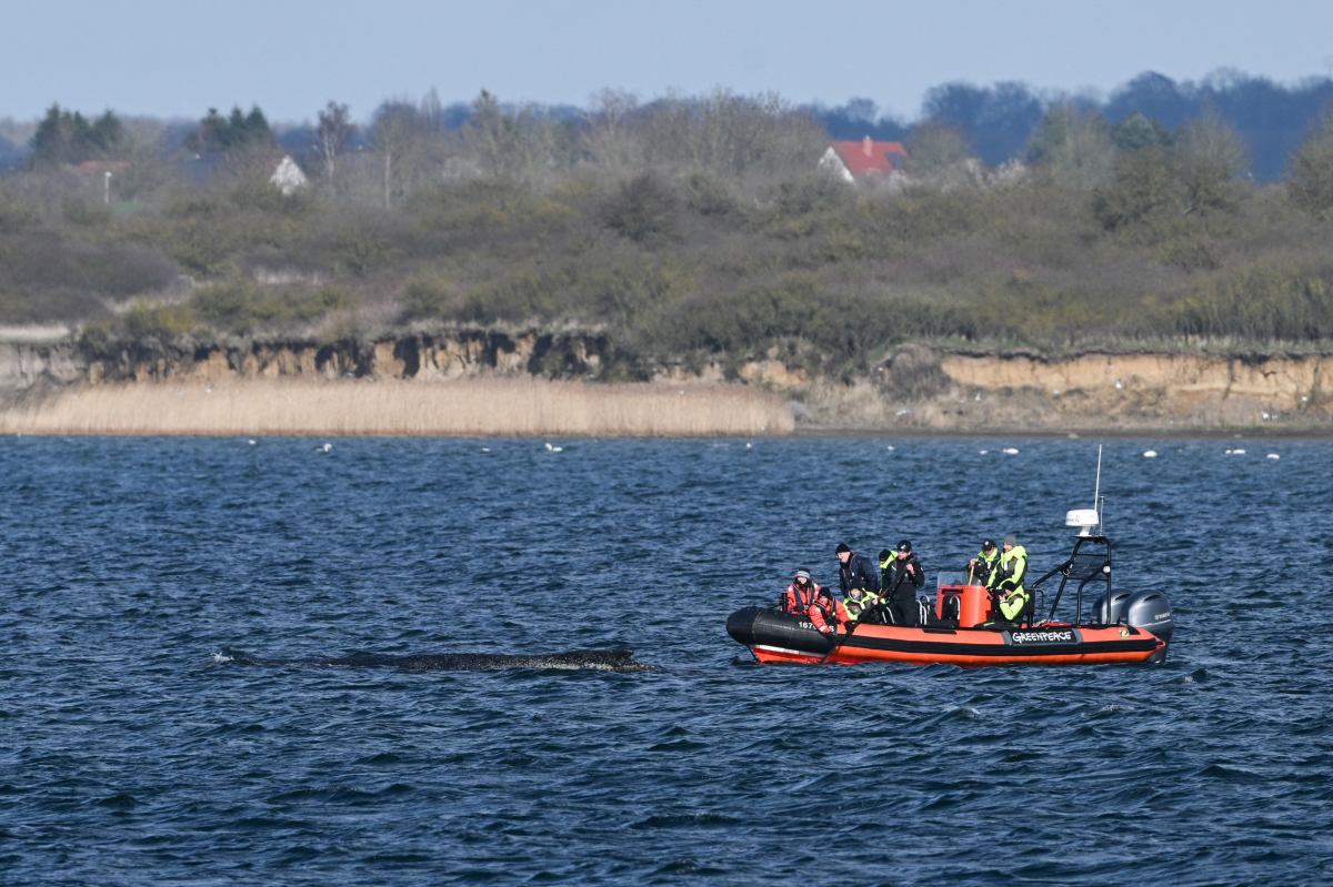 Almanya kiyilarinda karaya oturan humbak timmy nin durumu kotulesiyor 61037
