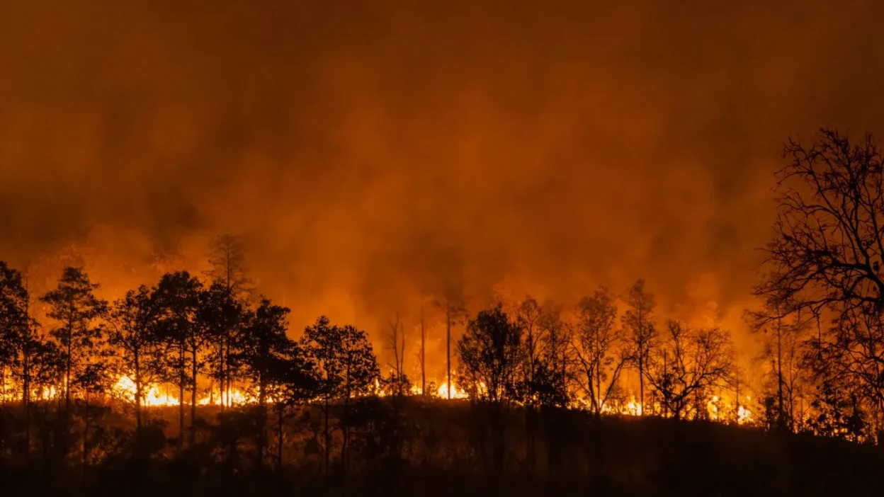 Avrupa birligi orman yanginlari risk yonetiminde yeni yaklasim duyurdu onleyici tedbirler on planda 60458