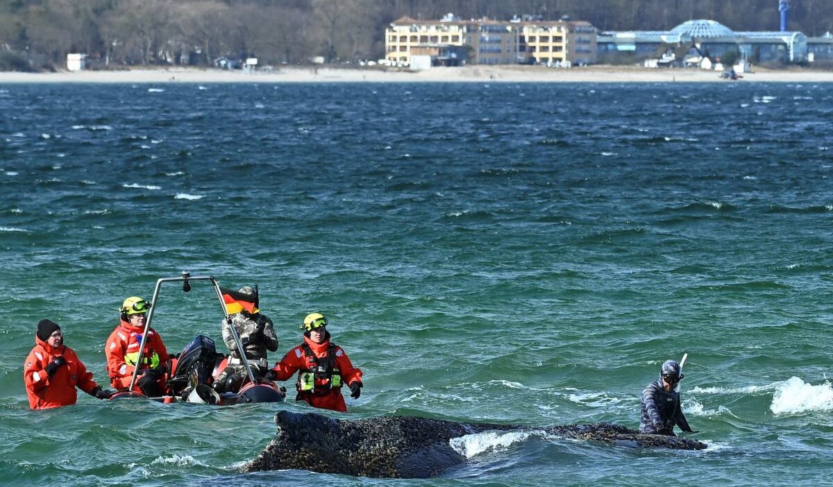 Baltik denizi nde kiyiya vuran kambur balina kurtarilamayacak 59514