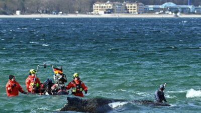Baltik denizi nde kiyiya vuran kambur balina kurtarilamayacak 59514
