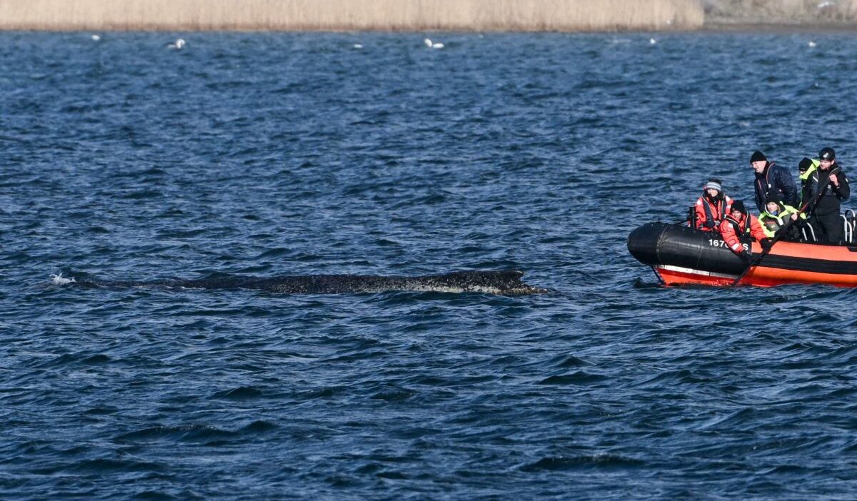 Baltik denizi nde mahsur kalan humbakin durumu kotulesiyor 58604