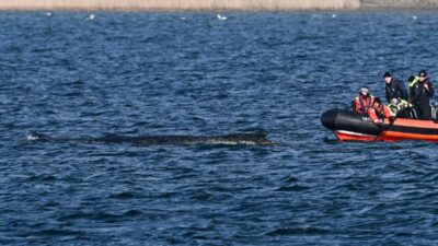 Baltık denizi'nde mahsur kalan humbakın durumu kötüleşiyor 4 Baltik denizi nde mahsur kalan humbakin durumu kotulesiyor 58604