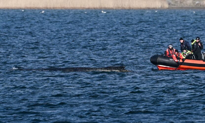 Baltik denizi nde mahsur kalan humbakin durumu kotulesiyor 58604