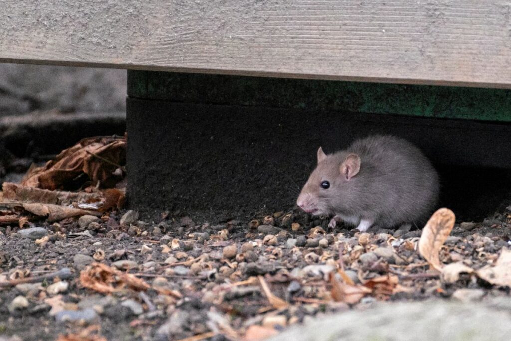 bebek mamasi hipp te zehirlenme suphesi avrupa da alarm 63576