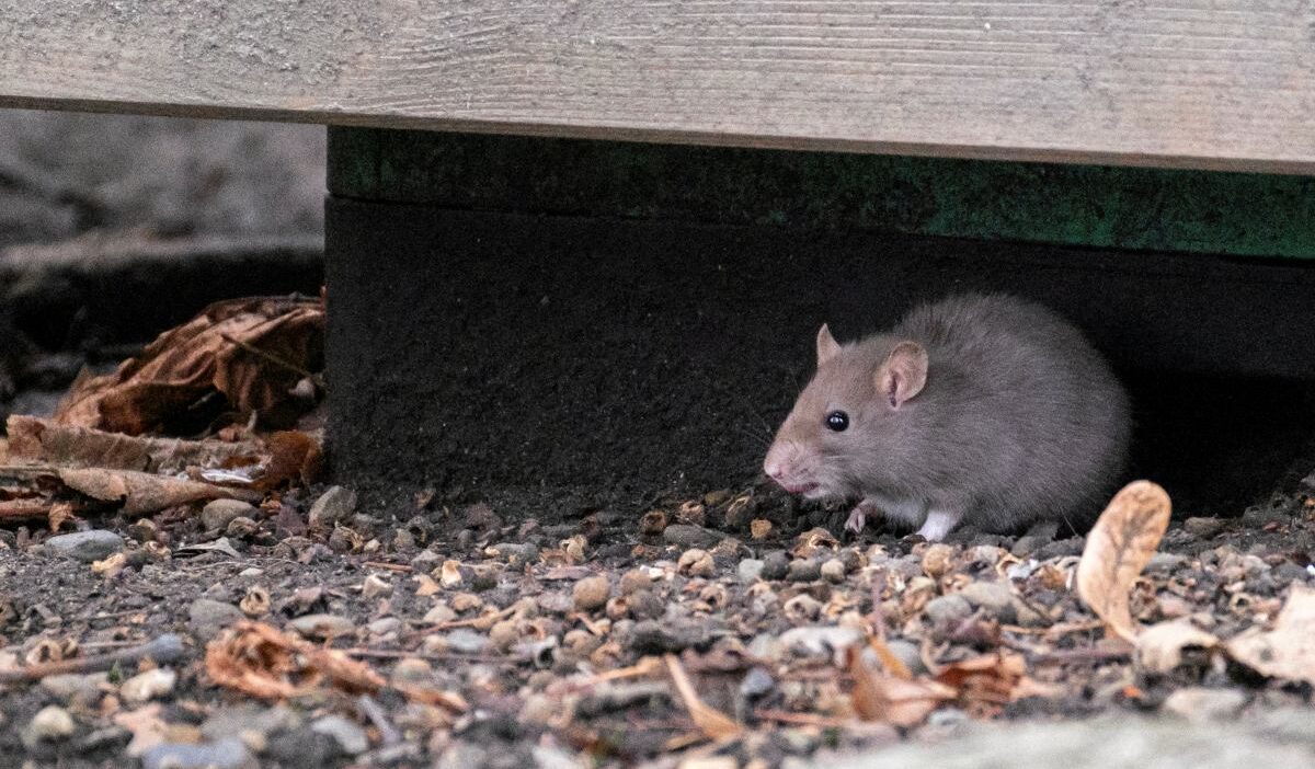 Bebek mamasi hipp te zehirlenme suphesi avrupa da alarm 63576