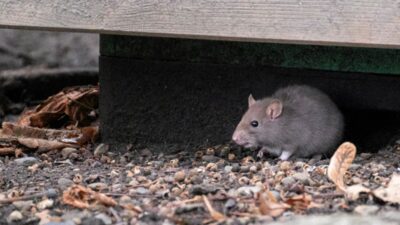 Bebek mamasi hipp te zehirlenme suphesi avrupa da alarm 63576