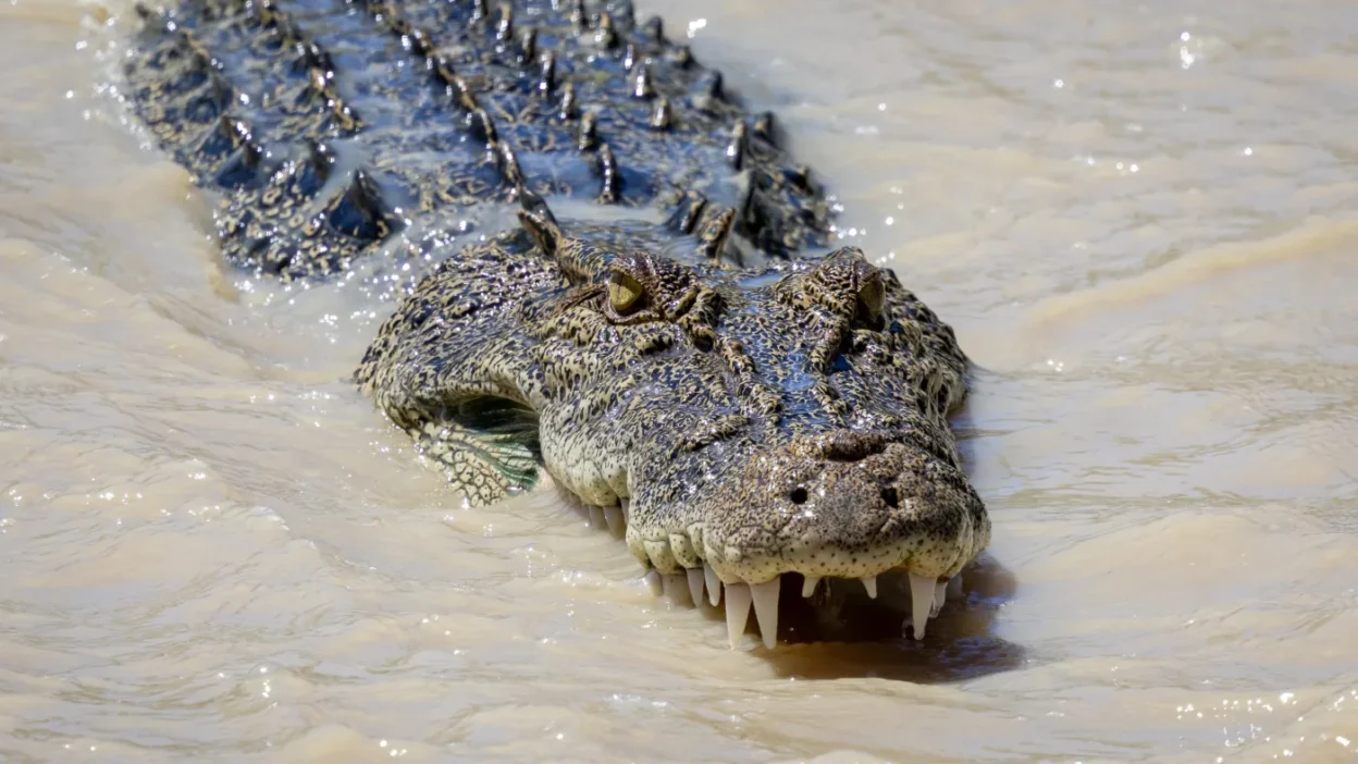 Brisbane olimpiyatlari nda kurek yarislari krokodil endisesi yasatiyor 63199