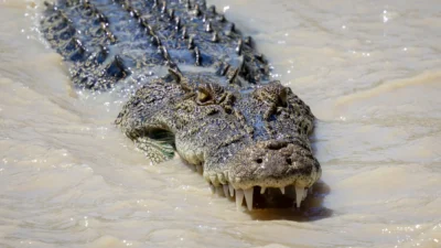 Brisbane olimpiyatlari nda kurek yarislari krokodil endisesi yasatiyor 63199