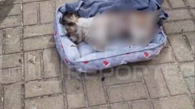 Brwinow'da shih tzu cinsi köpeğe yaban domuzu saldırısı: yerel yönetimler yetki sınırlarını tartışıyor 4 Brwinow da shih tzu cinsi kopege yaban domuzu saldirisi yerel yonetimler yetki sinirlarini tartisiyor 61439