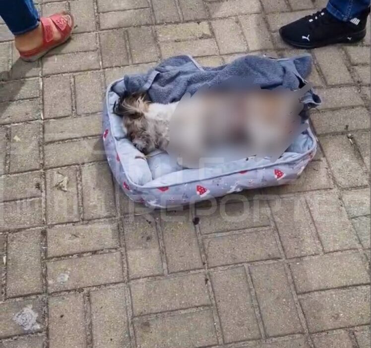 Brwinow'da shih tzu cinsi köpeğe yaban domuzu saldırısı: yerel yönetimler yetki sınırlarını tartışıyor 1 Brwinow da shih tzu cinsi kopege yaban domuzu saldirisi yerel yonetimler yetki sinirlarini tartisiyor 61439