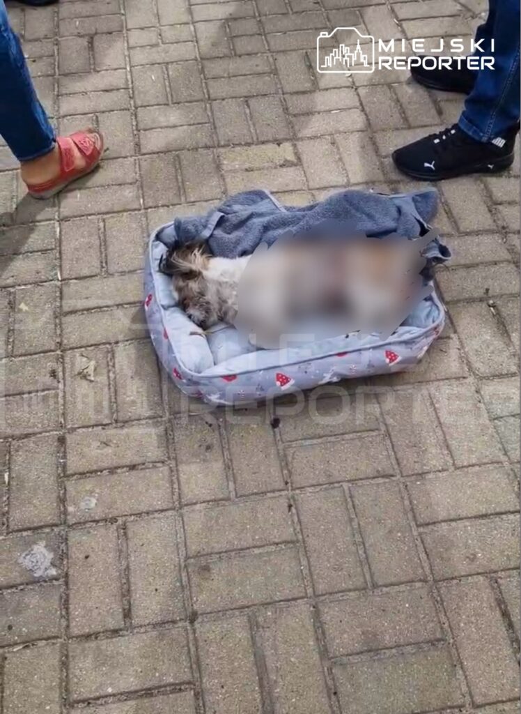 brwinow da shih tzu cinsi kopege yaban domuzu saldirisi yerel yonetimler yetki sinirlarini tartisiyor 61439