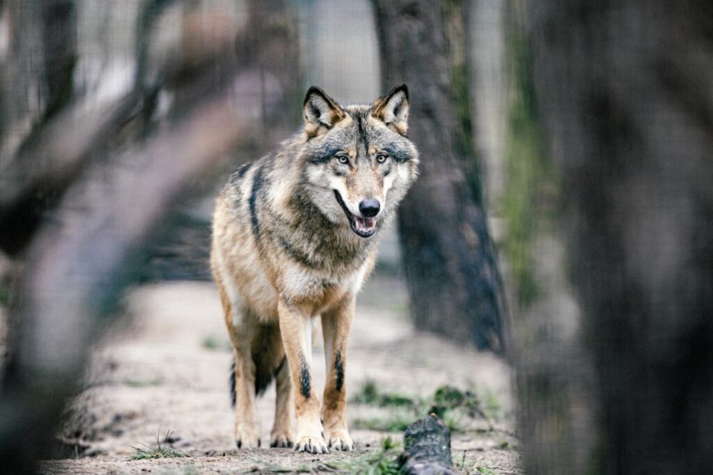 hamburg da kurt saldirisi sehirde i lk i nsan saldirisi kaydedildi 57514