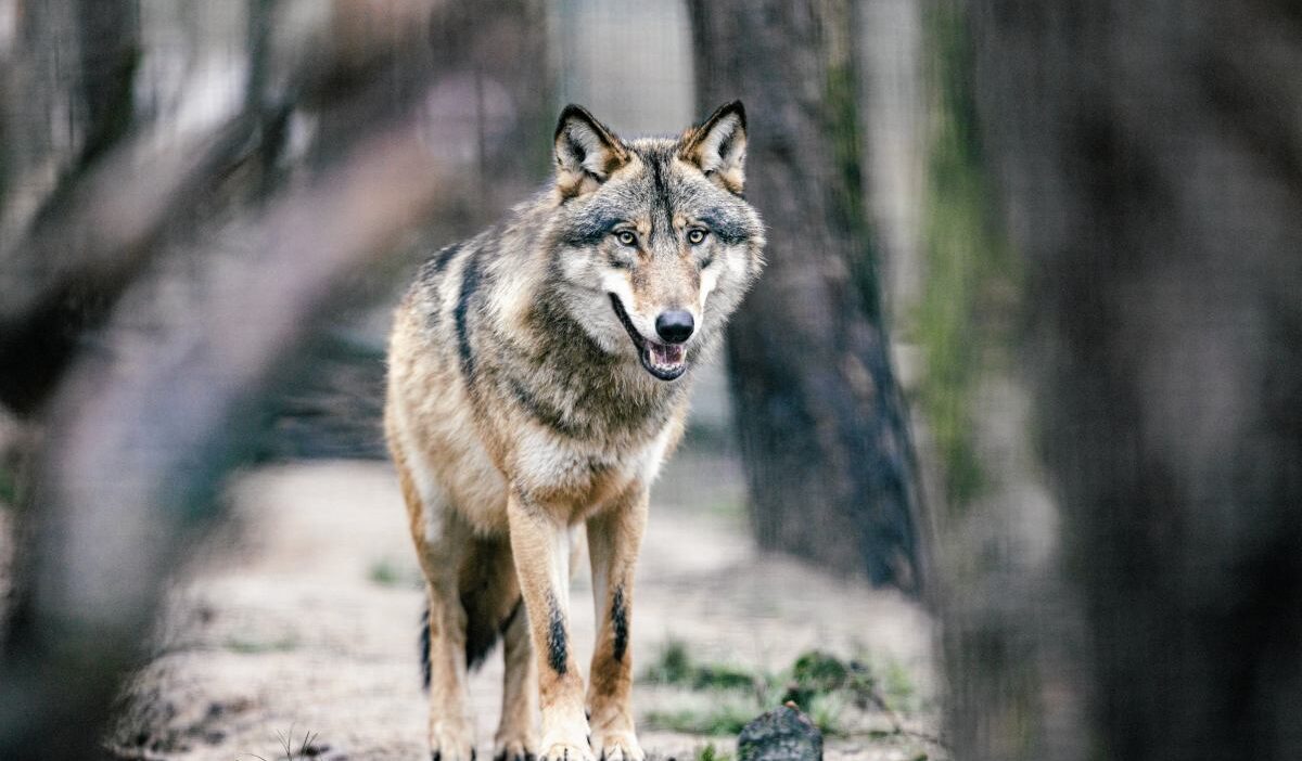 Hamburg da kurt saldirisi sehirde i lk i nsan saldirisi kaydedildi 57514