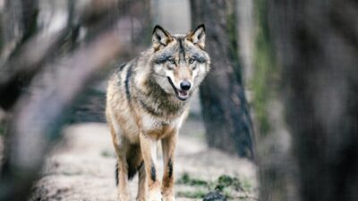 Hamburg'da kurt saldırısı: şehirde i̇lk i̇nsan saldırısı kaydedildi 2 Hamburg da kurt saldirisi sehirde i lk i nsan saldirisi kaydedildi 57514