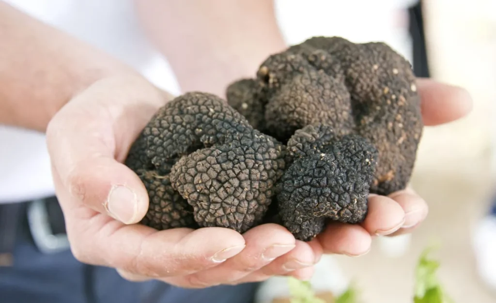 hollanda yuksek mahkemesi sihirli truflar a kdv oranini belirledi 63754