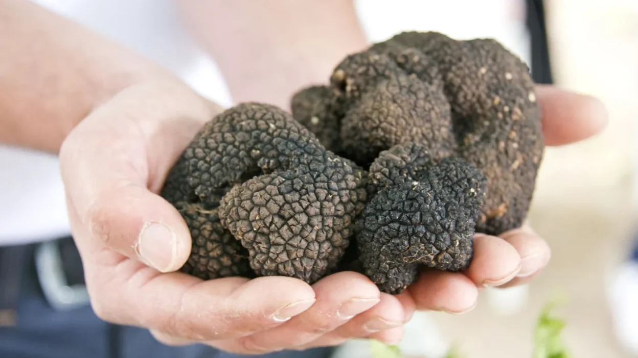 Hollanda yuksek mahkemesi sihirli truflar a kdv oranini belirledi 63754