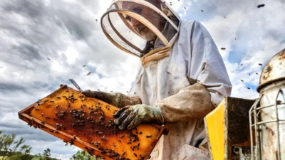 Hukumet plani tartisma yaratti arilar tehdit mi olusturuyor 63662