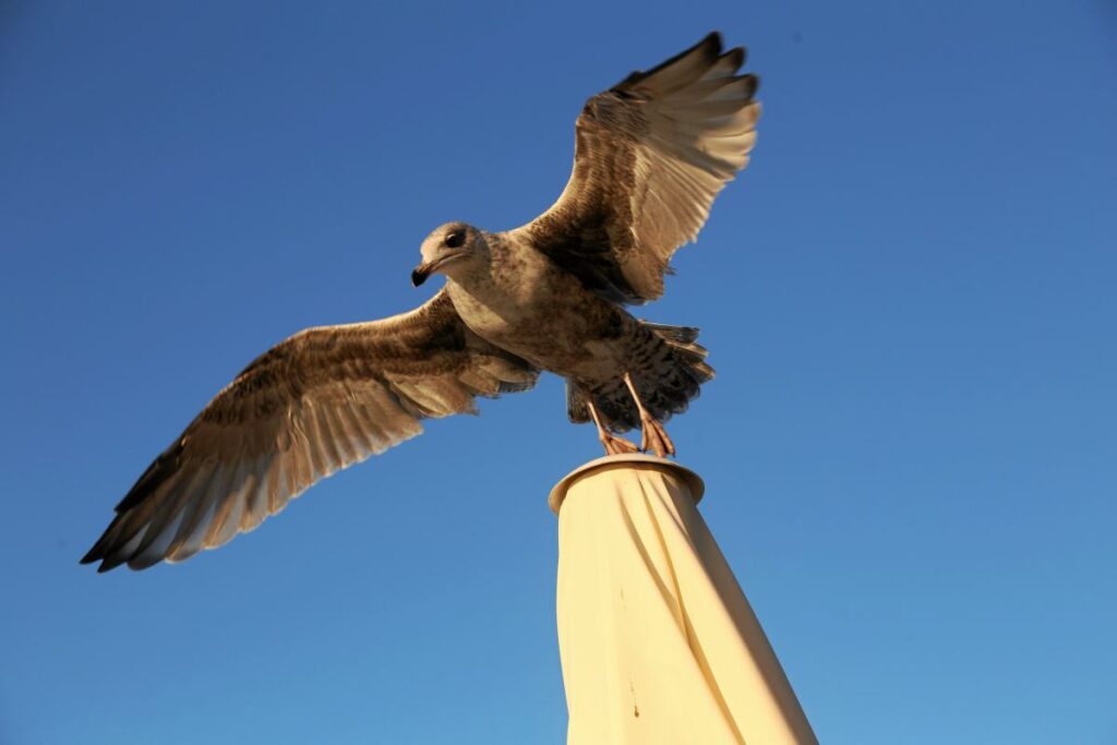 inverness te martilar yuksek sezonun tadini cikariyor yumurta arayislari ve saldiri i ddialari 60449