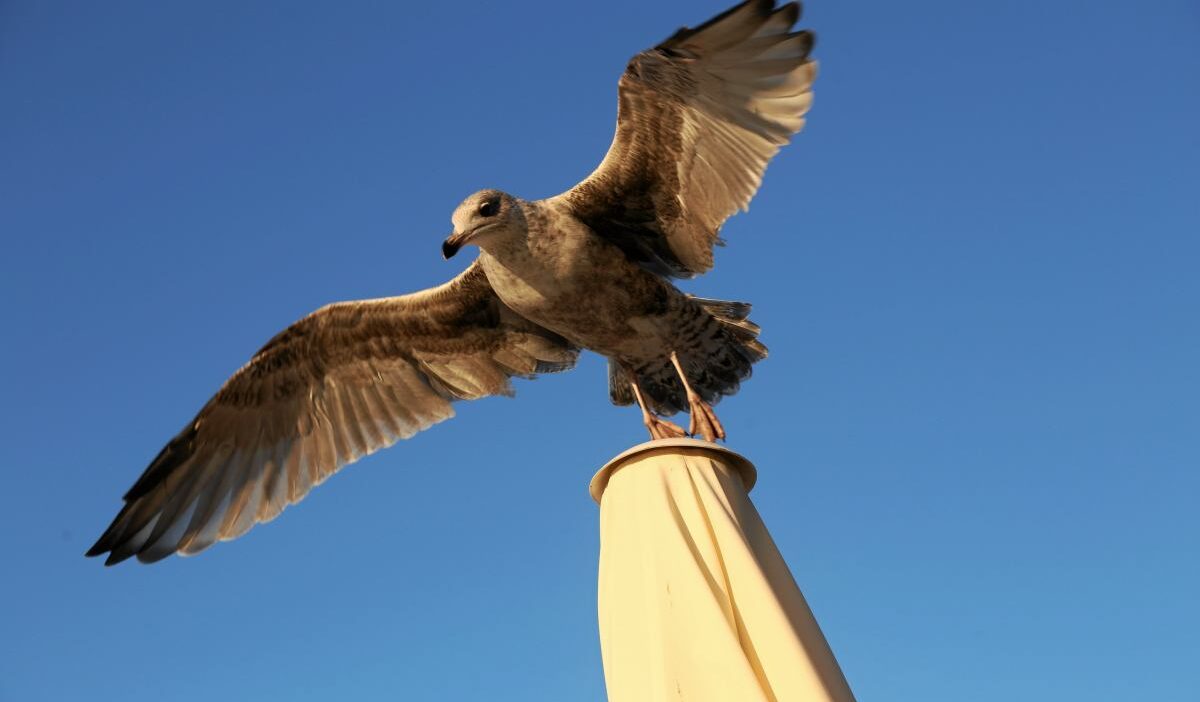Inverness'te martılar yüksek sezonun tadını çıkarıyor: yumurta arayışları ve saldırı i̇ddiaları 1 Inverness te martilar yuksek sezonun tadini cikariyor yumurta arayislari ve saldiri i ddialari 60449