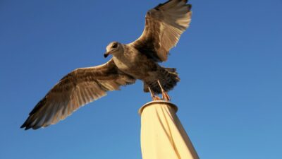 Inverness te martilar yuksek sezonun tadini cikariyor yumurta arayislari ve saldiri i ddialari 60449