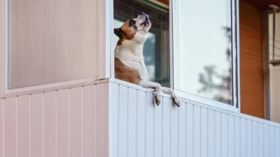 Komşunun köpek şikayeti suç sayılmaz: mahkeme kararı 4 Komsunun kopek sikayeti suc sayilmaz mahkeme karari 63363