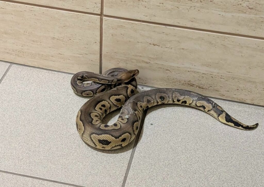 krak w da bir binada 148 yilan ele gecirildi 62679