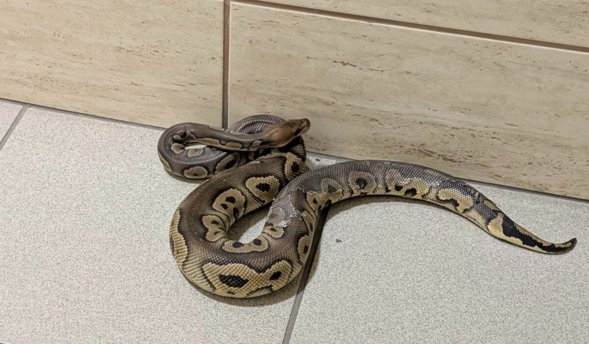 Kraków'da bir binada 148 yılan ele geçirildi 1 Krak w da bir binada 148 yilan ele gecirildi 62679