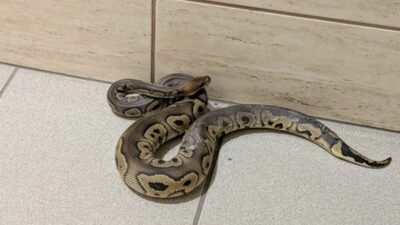 Kraków'da bir binada 148 yılan ele geçirildi 2 Krak w da bir binada 148 yilan ele gecirildi 62679