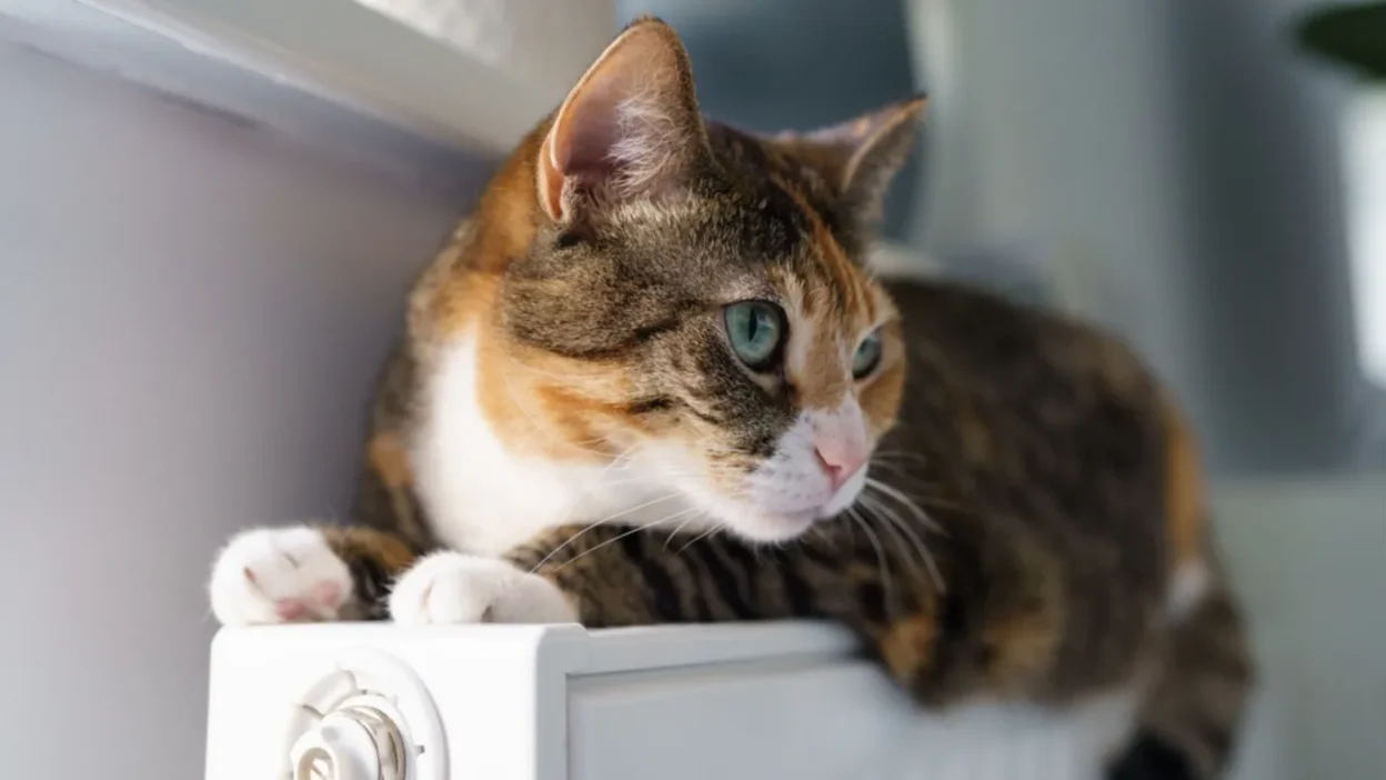 Lublin bolgesi nde kuduz alarmi evcil kedi sahibini isirinca bolgede teshis konuldu 61969