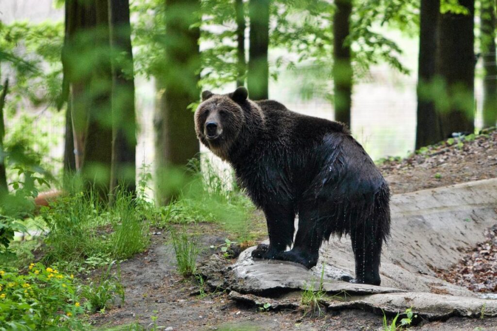 polonya da ayi saldirisi 58 yasindaki kadin hayatini kaybetti 65612
