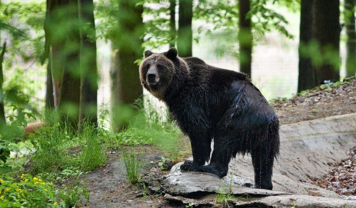 Polonya da ayi saldirisi 58 yasindaki kadin hayatini kaybetti 65612