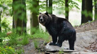 Polonya da ayi saldirisi 58 yasindaki kadin hayatini kaybetti 65612