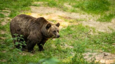 Polonya da ayi saldirisi 58 yasindaki kadin hayatini kaybetti 65936