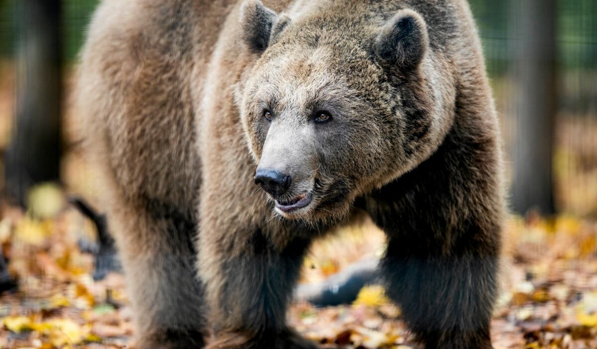 Polonya da ayi saldirisi 58 yasindaki kadin hayatini kaybetti 67196