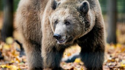 Polonya da ayi saldirisi 58 yasindaki kadin hayatini kaybetti 67196