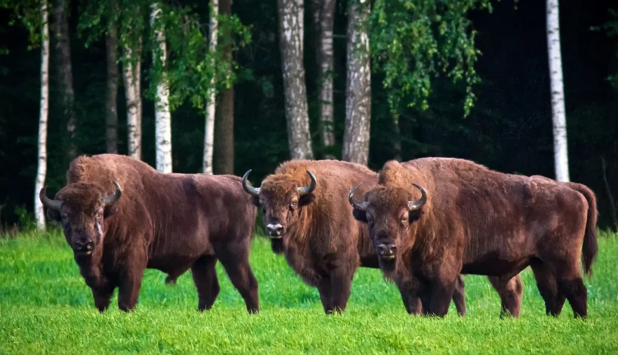 Polonya da ayilar ve bizonlara karsi yeni yonetmelik caydirici amacli lastik mermi kullanimi yasal hale geliyor 62967