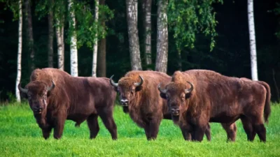 Polonya da ayilar ve bizonlara karsi yeni yonetmelik caydirici amacli lastik mermi kullanimi yasal hale geliyor 62967
