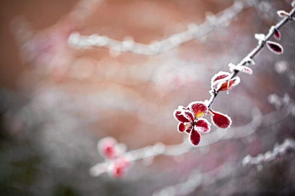 polonya da don tehlikesi ve tatra daglari nda zorlu kosullar 64107